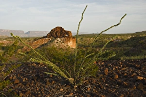 Ocotillo Prints: North America, USA, Texas, Brewster Co. Big Bend National Park, Keyhole rock near