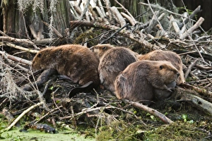 Sleeping Prints: North America, USA, Texas, Caddo Lake, American beaver (Castor canadensis) adults