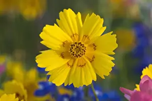 Part Of Prints: North America, USA, Texas. Closeup of Crown Tickseed (Coreopsis nuecensis)