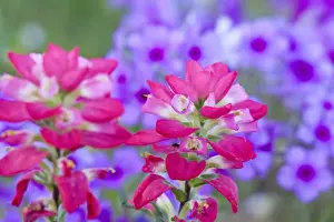 Images Dated 7th April 2010: North America, USA, Texas. Closeup of Indian Paintbrush(castilleja foliolosa)