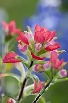 Part Of Prints: North America, USA, Texas. Closeup of Indian Paintbrush(castilleja foliolosa)