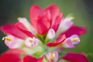 Images Dated 9th April 2010: North America, USA, Texas. Closeup of Indian Paintbrush(castilleja foliolosa)