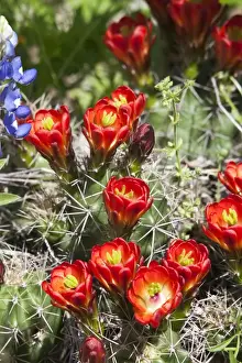 Images Dated 10th April 2010: North America, USA, Texas. Echinocereus triglochidiatus, also known as claret cup cactus