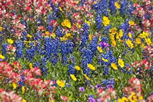 North America, USA, Texas. Field of Texas bluebonnets(castilleja foliolosa), indian paintbrush