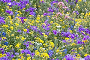 Rural Scene Prints: North America, USA, Texas. Field of wildflowers