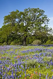 Oak Tree Prints: North America, USA, Texas. Lone oak tree standing in field of Texas bluebonnets