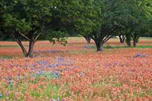 Oak Tree Prints: North America, USA, Texas. Oak trees in field of Indian Paintbrush(castilleja foliolosa)
