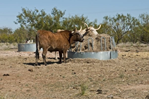 Longhorn Prints: North America, USA, Texas, Panhandle, Palo Duro Canyon, Texas Longhorn Steers