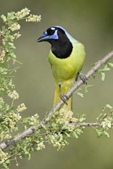 Rebecca Jackrel Prints: North America, USA, Texas, Roma. Green Jay