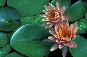 Images Dated 14th December 2007: North America, USA, Texas, San Antonio. Blossoming waterlily at Bontanical Gardens