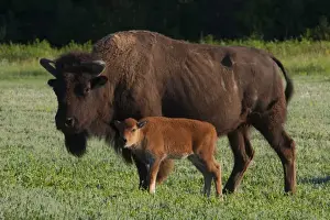 Images Dated 3rd July 2011: North America, USA, Theodore Roosevelt National Park, American Bison (Bison bison)
