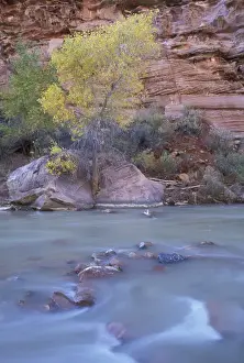 Zion Prints: North America, USA, UT, Zion NP Virgin River at the honeycomb rocks area