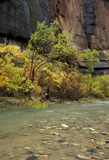 Images Dated 7th March 2005: North America, USA, UT, Zion NP Virgin River in the Upper Zion Valley