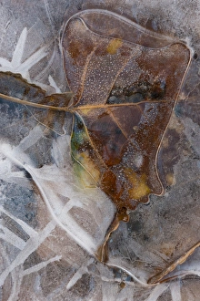 Images Dated 18th December 2015: North America, USA, Utah, Abstract Nature. Abstract design of frozen ice patterns