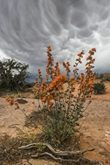 Weather Prints: North America, USA, Utah, Arches National Park. Desert Globemallow (Sphaeralcea ambigua)