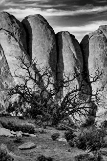 Images Dated 3rd May 2013: North America, USA, Utah, Arches National Park, Black and white image of gnarled