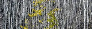 Images Dated 20th October 2013: North America, USA, Utah. Mostly bare aspen trees on Boulder Mountain, UT