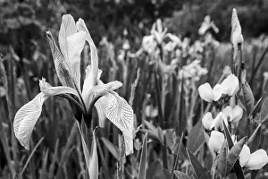 Images Dated 6th June 2014: North America, USA, Utah. Black and white image of wild iris (Iris missouriensus)