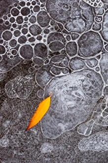 Images Dated 27th November 2010: North America, USA, Utah, Mill Creek, Abstract nature