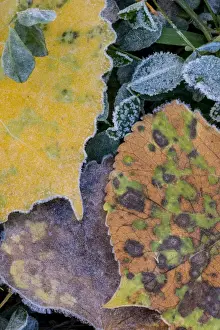 Images Dated 18th October 2013: North America, USA, Utah. Frost Covered Aspen Leaves and Clover in Grand Staircase-Escalante