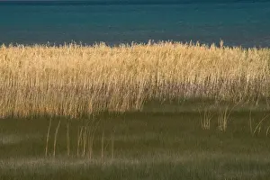 Images Dated 29th September 2013: North America, USA, Utah. Grasses blowing in the breeze along the shore of Bear Lake