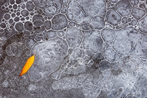 Solitary Prints: North America, USA, Utah. Leaf with frozen ice pattern, Mill Creek, Moab, UT