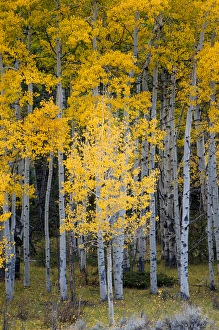 Geological Formation Prints: North America, USA, Utah. Yellow Aspen, Flaming Gorge national recreation Area, UT