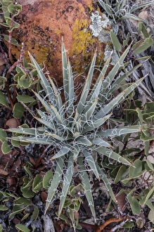 North America, USA, Utah. Yucca (Yucca valida), Grand Staircase-Escalante National Monument