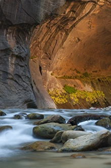 Geological Formation Prints: North America, USA, Utah, Zion National Park. Autumn foliage on wall inside the Narrows