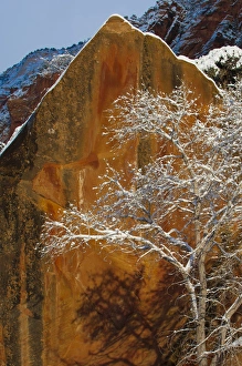 Images Dated 30th December 2010: North America, USA, Utah, Zion National Park