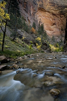 North America, USA, Utah, Zion National Park. Autumn foliage inside the Narrows