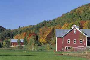North East Prints: North America, USA, Vermont, Pomfret. Red Barn and fall foliage