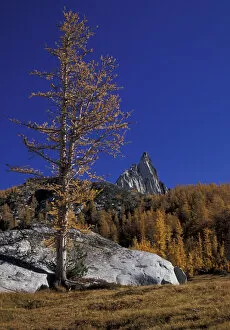 North America, USA, WA, Enchantment Lakes Prusik Peak spiking above golden Larch trees