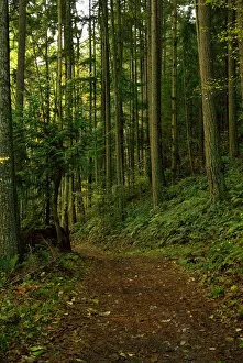 Images Dated 9th November 2006: North America, USA, WA, Fidalgo Island, Anacortes Community Forest Lands. Hiking trails through 3