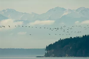 Images Dated 6th December 2006: North America, USA, WA, Fir Island. Olympic Mountains backdrop for flock of Snow Geese