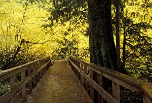 North America, USA, WA, Mt. Rainier NP golden maples along Grove of the Patriarchs