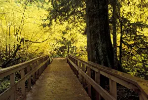 Hike Prints: North America, USA, WA, Mt. Rainier NP golden maples along Grove of the Patriarchs