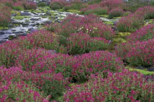 Monkeyflower Prints: North America, USA, WA, Mt. Rainier NP monkeyflowers along Paradise Creek