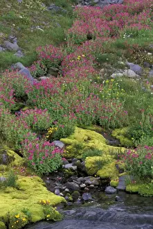 North America, USA, WA, Mt. Rainier NP monkeyflowers along Paradise creek
