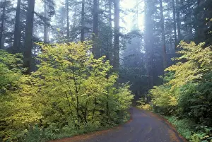 Images Dated 14th April 2005: North America, USA, WA, Mt. Rainier NP road at Ohanapecosh in misty light