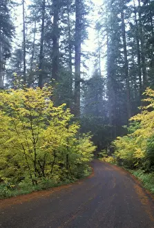 Winding Prints: North America, USA, WA, Mt. Rainier NP road at Ohanapecosh in misty light