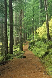 North America, USA, WA, Mt. Rainier NP Silver Falls Trail in lush forest