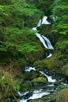 Images Dated 26th January 2007: North America, USA, WA, Olympic National Park. Bunch Falls in Quinault Rain Forest