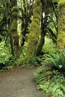 North America, USA, WA, Olympic NP moss covered trees in the Hoh Rainforest