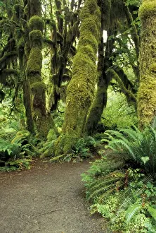 Olympics Prints: North America, USA, WA, Olympic NP moss covered trees in the Hoh Rainforest