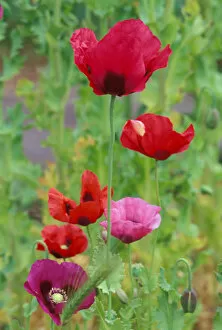 Images Dated 19th April 2005: North America, USA, WA, Port Townsend Shirley Mixed Poppies Summer