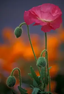 Images Dated 19th April 2005: North America, USA, WA, Port Townsend Shirley Mixed Poppy California poppies
