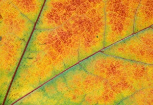 Images Dated 19th April 2005: North America, USA, WA, Redmond fall leaf detail