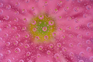 North America, USA, WA, Redmond Pink Mum with water drops