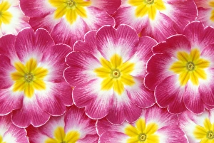 Images Dated 19th April 2005: North America, USA, WA, Redmond primroses pattern